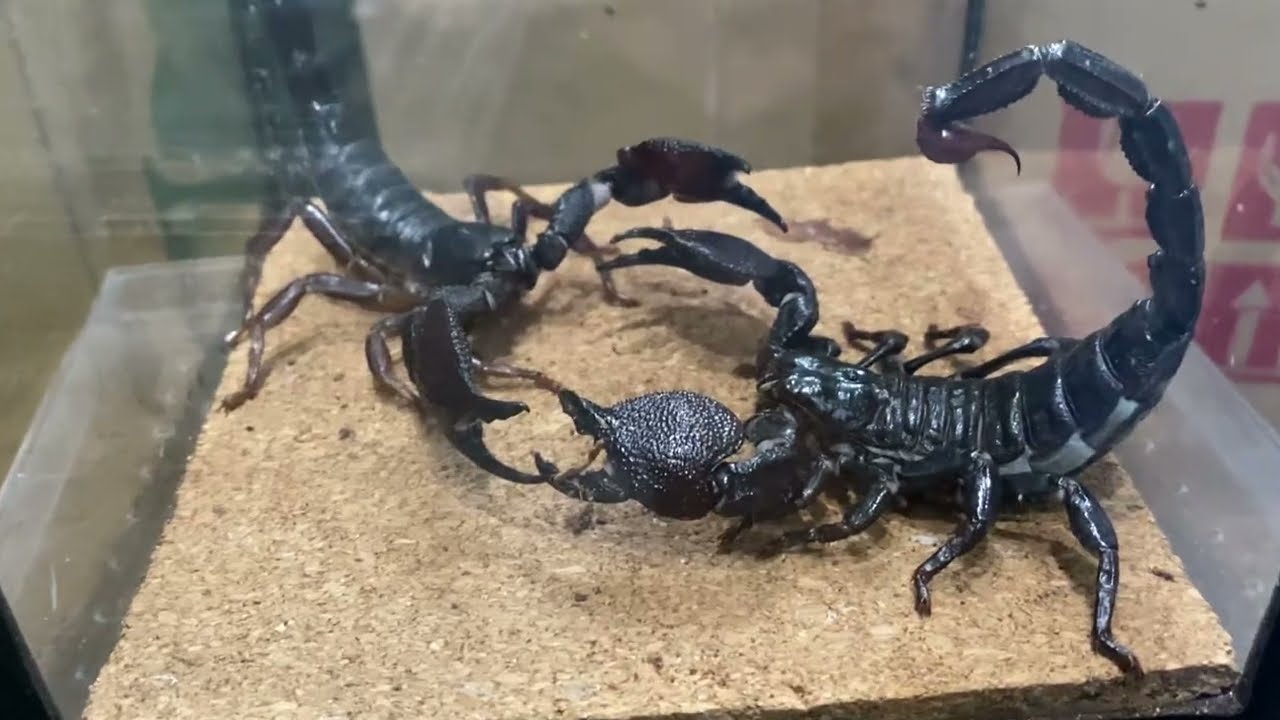 没動画　サソリの喧嘩(模擬戦)