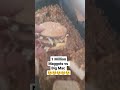 Big Mac vs 1 Million Maggots part 1 #insects #larvae #maggotbsf #mcdonalds