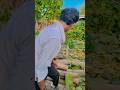 Dil Per Hath Dhake Dekha Yah Ka Kahta Bhojpuri Love Sad Viralsong Englishsongs Melodio Song