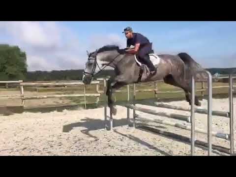 Guyana erstes Springen by Quidam de Revel - Calido I - Corrado I