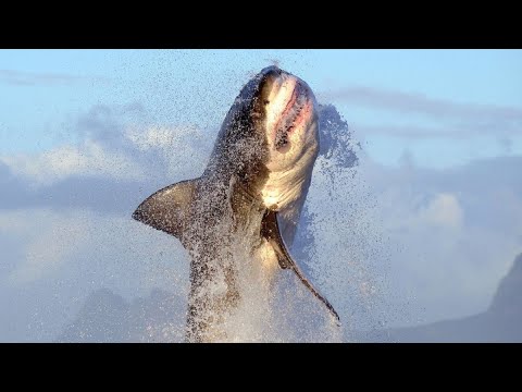 The Mystery Of The Disappearing Great White Sharks