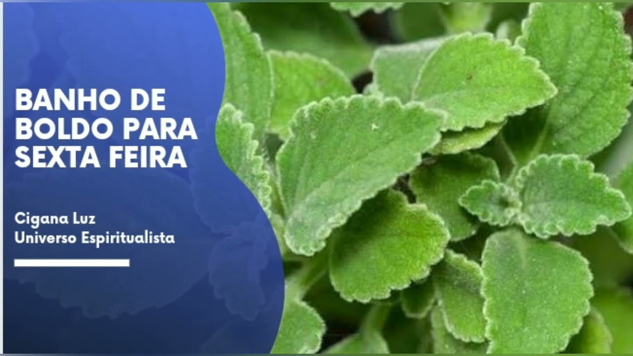 BANHO DE BOLDO  SEXTA-FEIRA