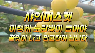 샤인머스켓은 지금이 최고 맛있을때 입니다 노란빛이 돌아야 꿀맛이 나고 망고향이 나게 됩니다