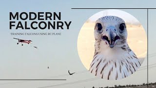 TRAINING FALCONS USING RC PLANE IN THE MIDDLE EAST..