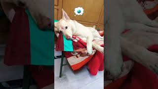 I m no-ones 🌎😐 #funny #comedy #shorts #shortvideo #viral #trending #ytshorts #yt #video 