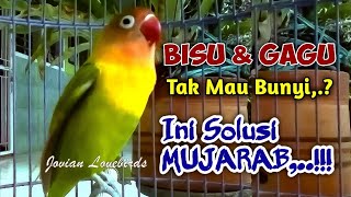 Download lagu Dengar FIGHTERNYA SEKALI SAJA, Lovebird GAGU Tak Mau Bunyi AUTO NYAUT Ngetik Sambung NGEKEK mp3 Download lagu Dengar FIGHTERNYA SEKALI SAJA, Lovebird GAGU Tak Mau Bunyi AUTO NYAUT Ngetik Sambung NGEKEK mp3