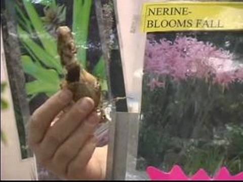 How to Pick Fall Blooming Bulbs : Planting Nerine Fall Bulbs