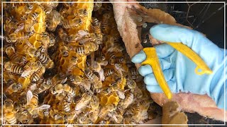 Honey Bees UNDER THE FLOOR! - Master Beekeeper Invites Me To Collect A Wild Colony