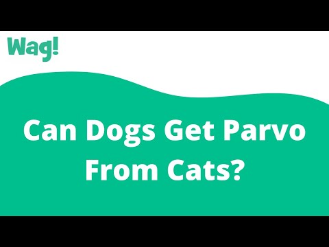 Can Dogs Get Parvo From Cats? | Wag!