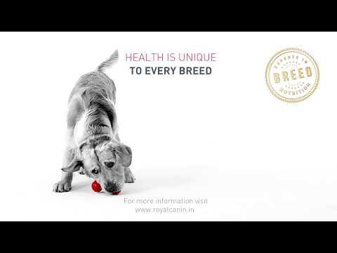 Royal Canin auksaspalvis retriveris suaugęs 12kg video