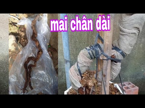 ưu điểm trong mai chân dài