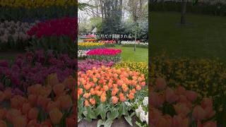 2ヶ月限定のチューリップ公園🌷今が見頃！ #アムステルダム旅行 #オランダ #ヨーロッパ旅行 #ヨーロッパ生活