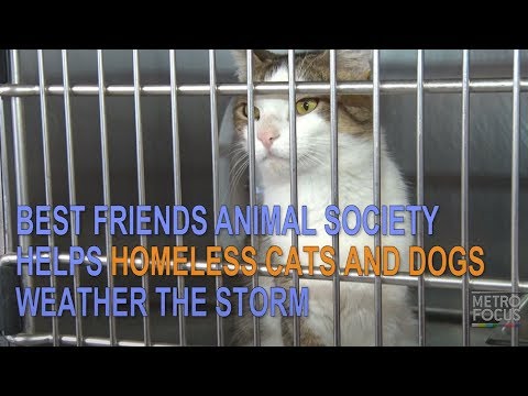 Best Friends Animal Society Helps Homeless Cats And Dogs Weather The Storm