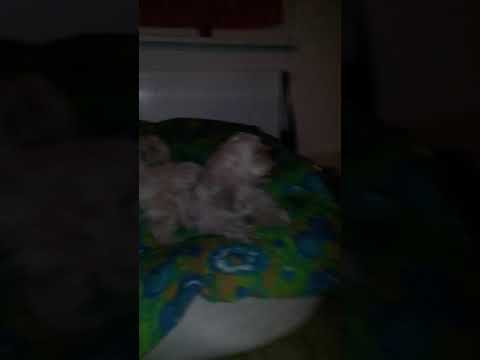 Maghribi fi almania🦮🦮