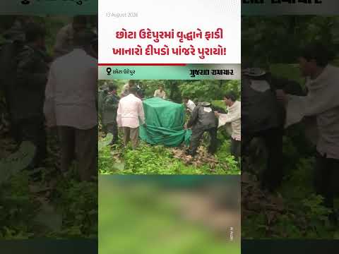 Chhota Udepurના રાયસિંગપુરામાં 65 વર્ષીય વૃદ્ધાને ફાડી ખાનારો દીપડો પાંજરે પુરાયો! Chhota Udepurના રાયસિંગપુરામાં 65 વર્ષીય વૃદ્ધાને ફાડી ખાનારો દીપડો પાંજરે પુરાયો!