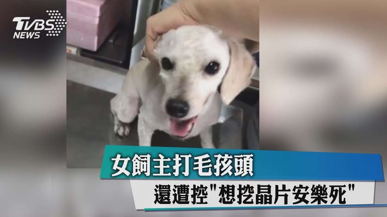 女飼主打毛孩頭 還遭控「想挖晶片安樂死」