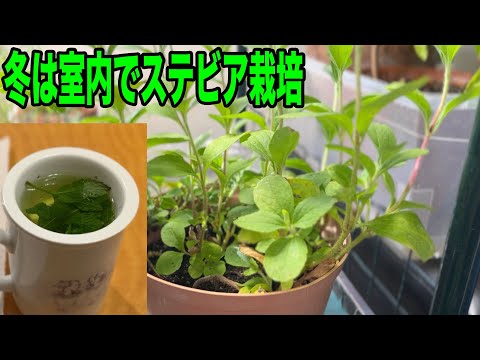 ステビア、甘いハーブ 植物