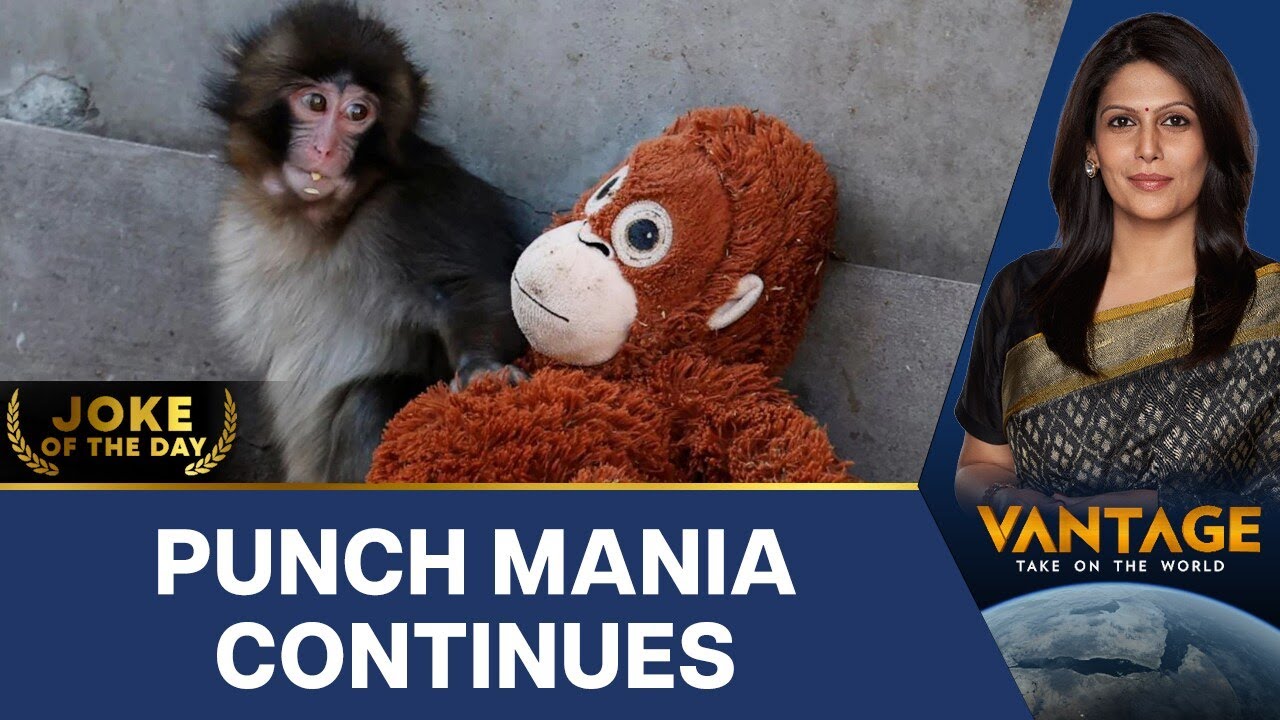The Punch Phenomenon: How One Baby Monkey Went Viral | Vantage with Palki Sharma | N18G
