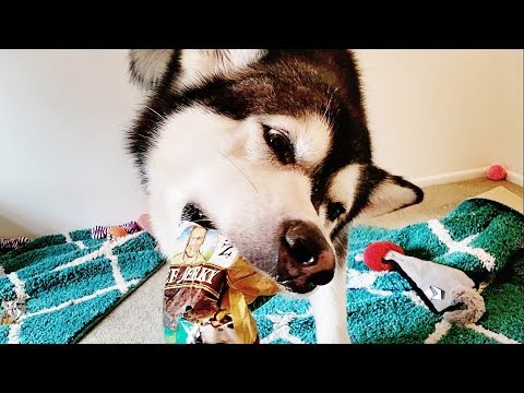 Husky Dogs | The Gift Exchange With Husky Gamez