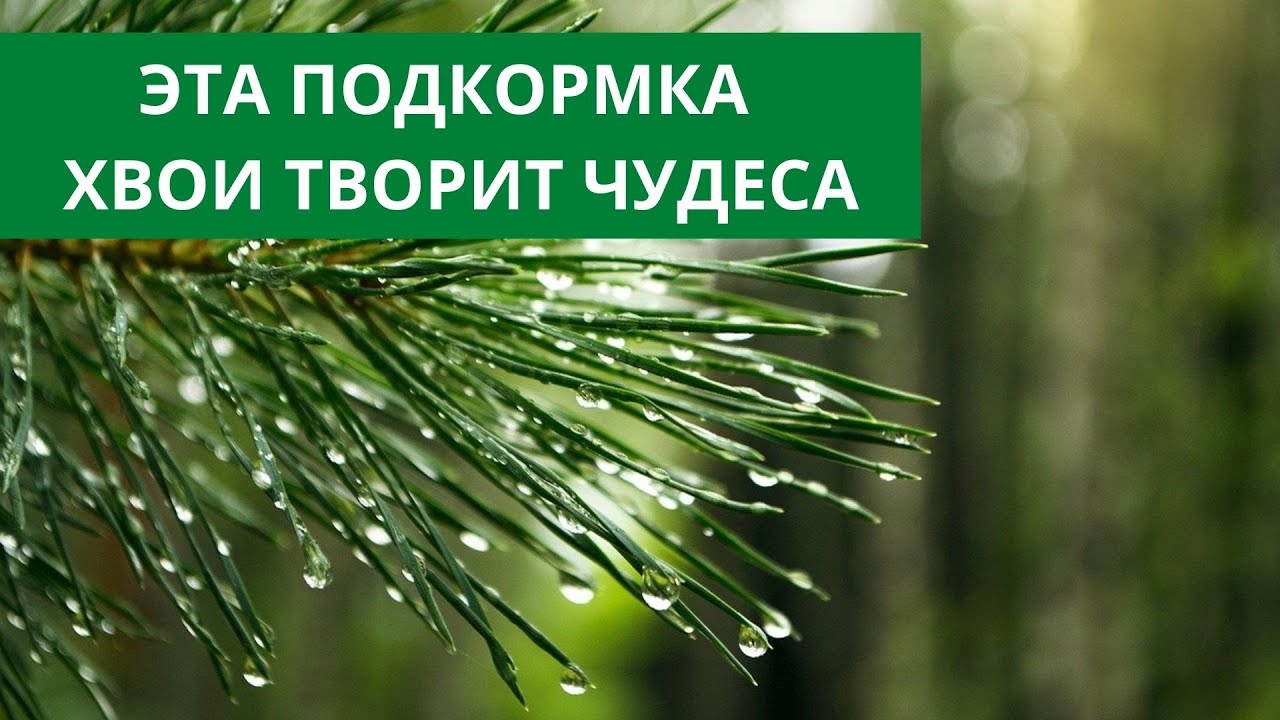 Эта подкормка хвои творит чудеса!