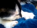 Meine kleine Katze sabbert meine Decke voll XD ...