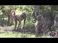 The Ugly Baboon Looking For Love