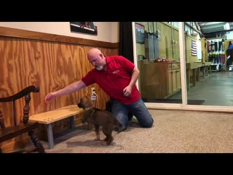 Zest von Prufenpuden 11 Wks Red Sable German Shepherd Early Training