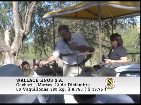 Wallace Hnos. S.A. - Venta Hembras - Cacharí - 23/12/2014