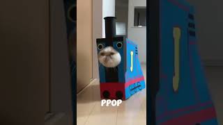 When your cat turns into Thomas the Tank Engine for no reason #reels #thomas #tankengine #cat #funny