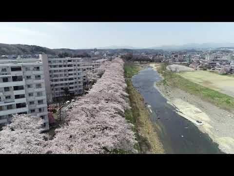 いるまの桜🌸