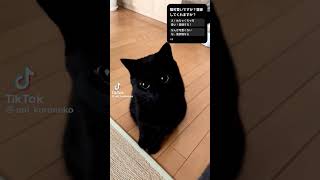 クロミちゃんとマックの可愛い動画を載せたので、みんな見てください！ 猫がいる。暮らしの可愛い生活