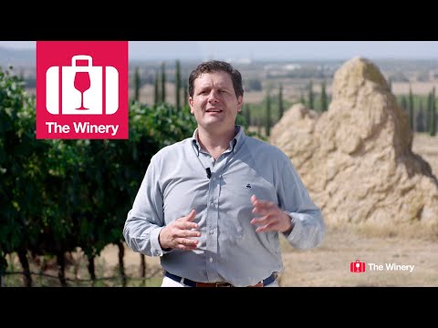 The Winery at Morisfarms, wine producers in Tuscany