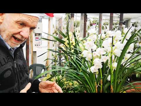 come aver cura del Cymbidium: luce, temperatura, come bagnare, concimare, conservare i fiori recisi