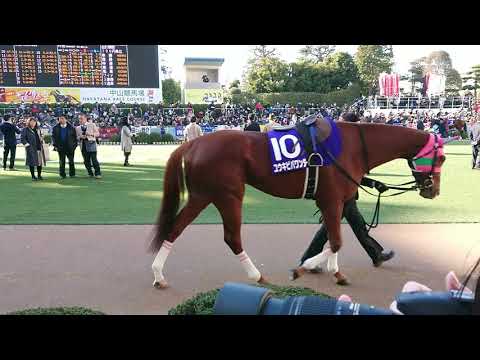 中山大障害 2017 パドック