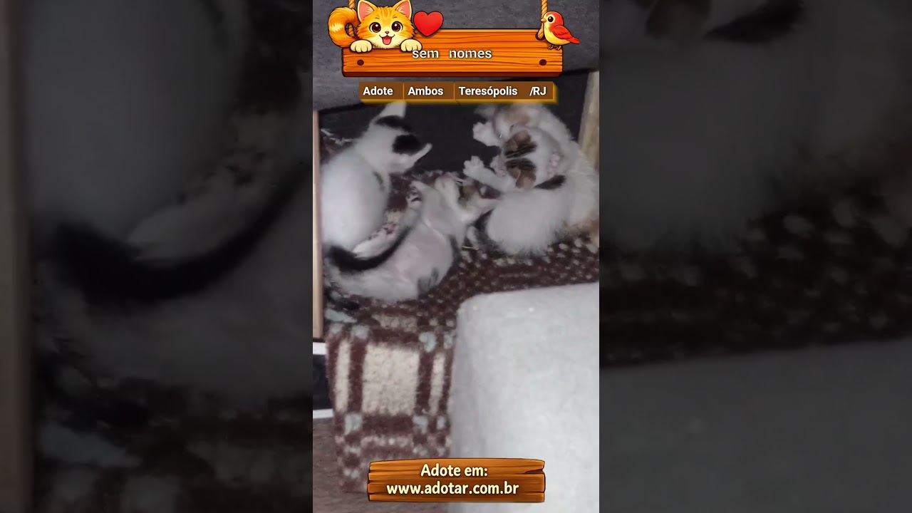 Gato raça SRD-ViraLata idade Abaixo de 2 meses nome sem nomes 