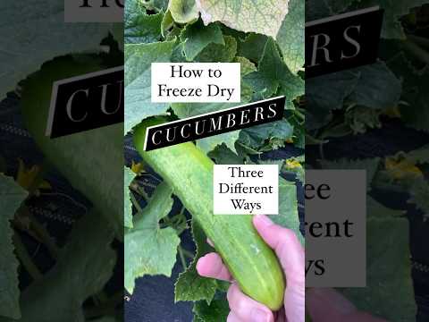 How to FD Cucumbers-3 Ways; salt & vinegar chips, plain FD slices￼/dices & FD cuke powder #cucumber