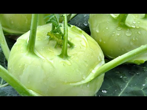 Kohlrabi wie du ihn immer wieder essen wirst - meine 3 Lieblings-Rezepte: Salat, Gemüse