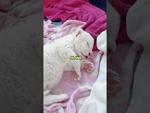 😳This Baby Lion was born White?! #lion #animals #baby #heartwarming #emotional #story