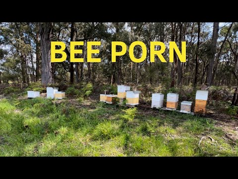 Ten Super Chill Inspections | Turn It Up! Aussiebeekeeping #beekeeping #bees #beehive