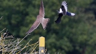 Kestrel's corvid problems