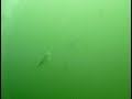 Seadog Charters Subsea Video Of Mackerel Attacking Feather Lures