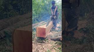 Download lagu Rajang lembar oertana jayu durian #chainsaw #woodworking mp3
