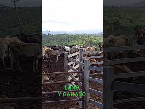 GANADERÍA ARTESANAL. ENFOQUE TRADICIONAL LLANERO. San José de Guaribe, Guarico Venezuela 🇻🇪