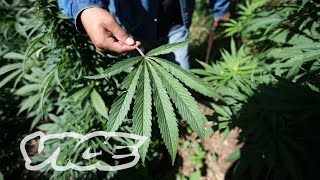 Will Mexico Ever Legalize Weed?