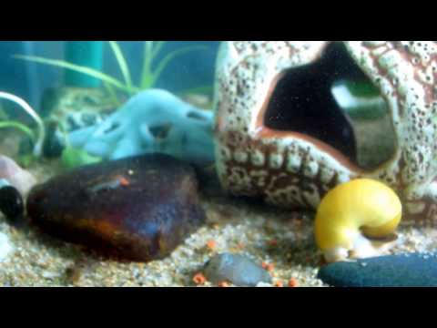 Мраморные раки и ампулярии.