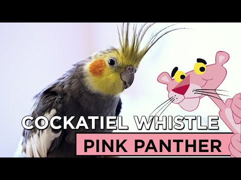 PINK PANTHER COCKATIEL WHISTLE