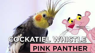 Download lagu PINK PANTHER COCKATIEL WHISTLE mp3 Download lagu PINK PANTHER COCKATIEL WHISTLE mp3
