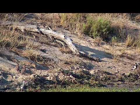 Djuma: Spurfowl, Water Thick-knees, Blacksmith Lapwings and Fork-tailed Drongo - 16:07 - 04/25/21