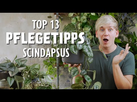 TOP 13 Scindapsus Pflegetipps für volle und gesunde Pflanzen 😱