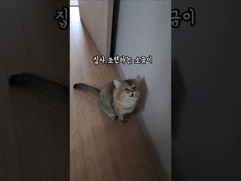 집사 조련하는 소금이